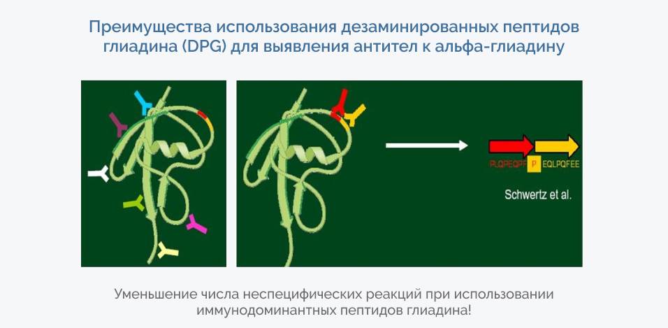 Преимущества использования дезаминированных пептидов глиадина (DPG) для выявления антител к альфа-глиадину