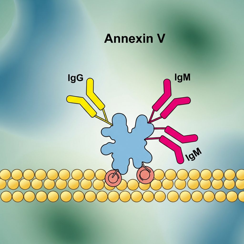 Антитела к аннексину V (Анн5) IgG и IgM