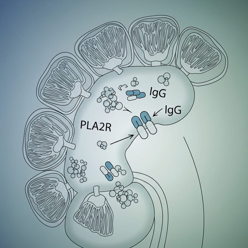 Антитела к рецептору фосфолипазы А2 (PLA2R)