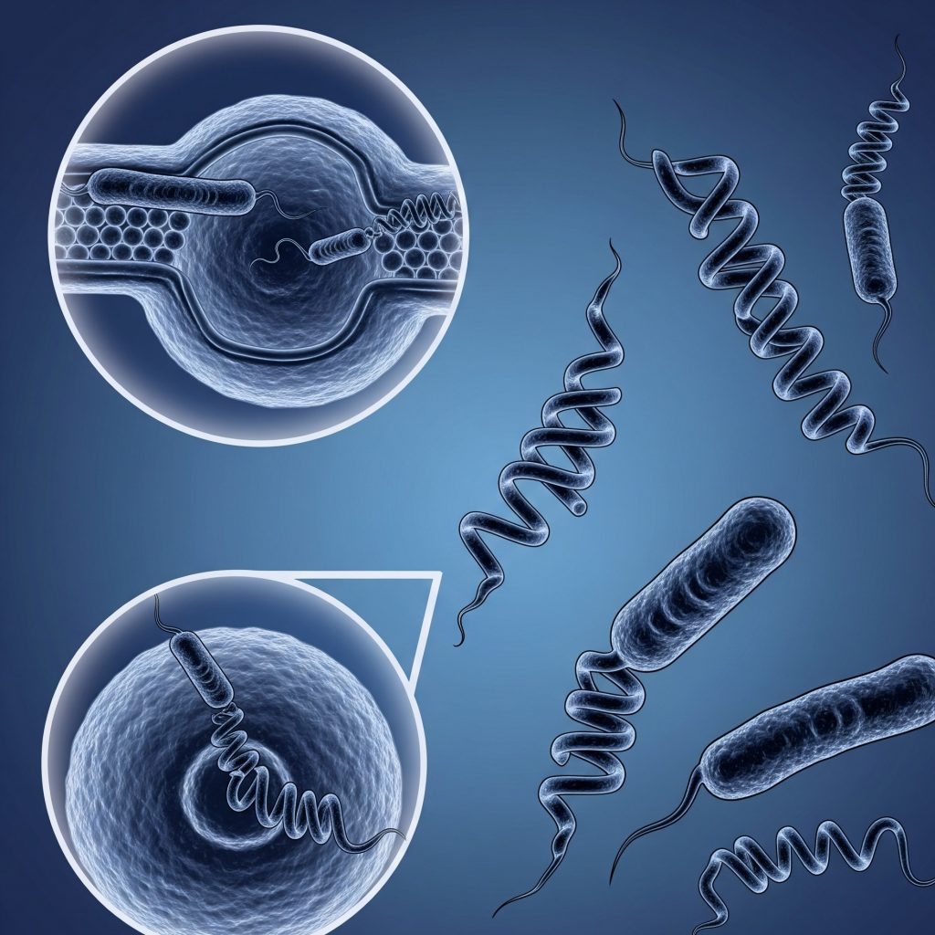 Антикардиолипиновый (реагиновый) тест (микрореакция преципитации) для диагностики сифилиса