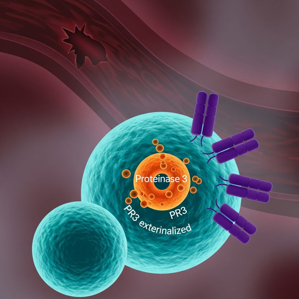 Антитела к протеиназе -3 IgG (анти-PR-3)