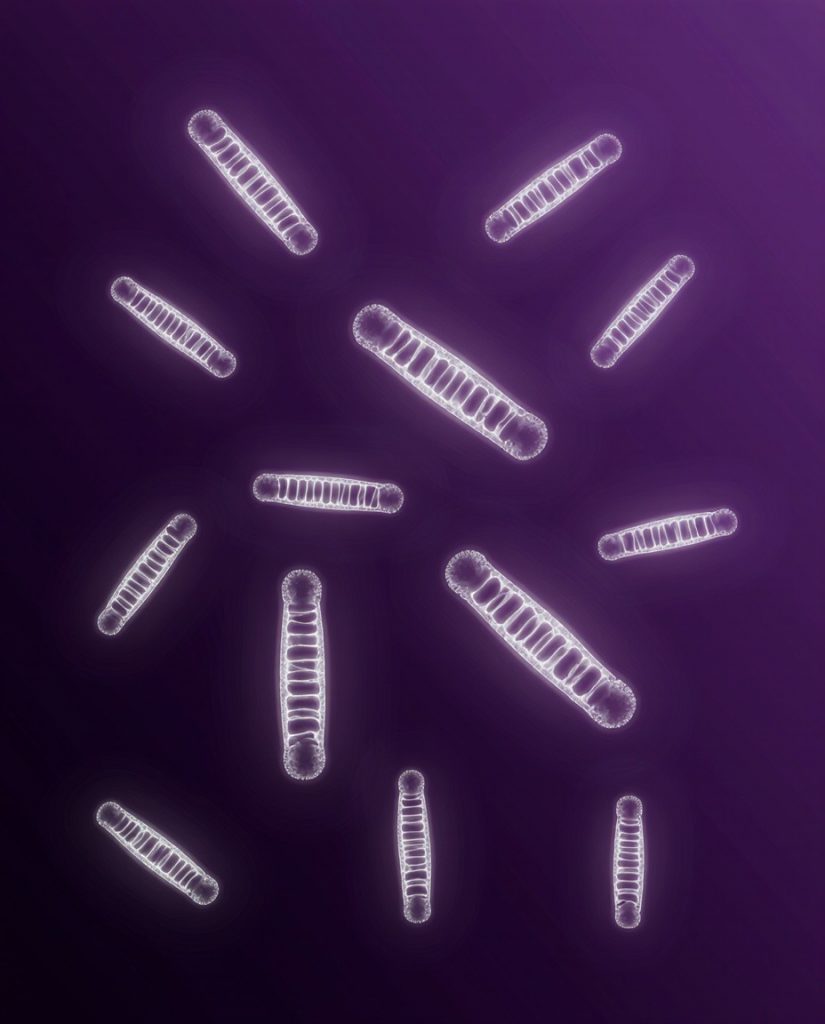 Детекция ДНК Helicobacter pylori